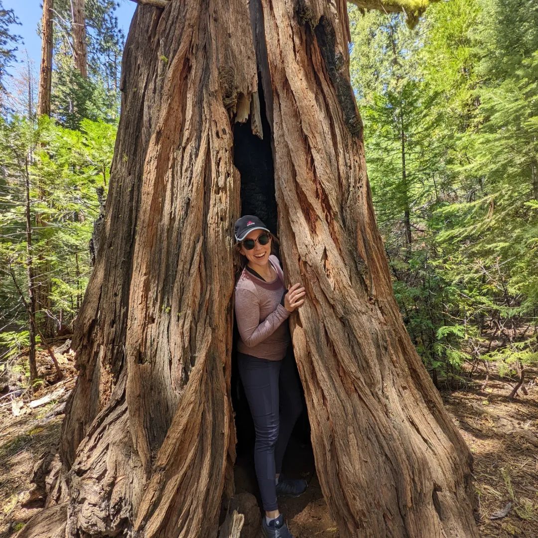 author standing in a tree